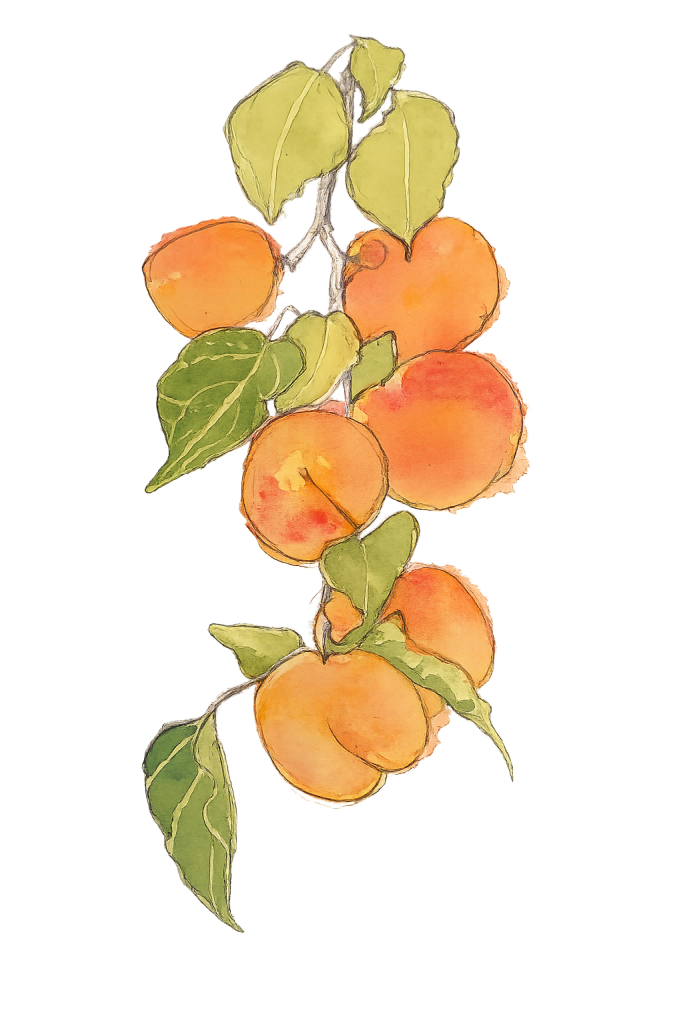 Watercolor apricot branch logo for Apricot Hill Play School